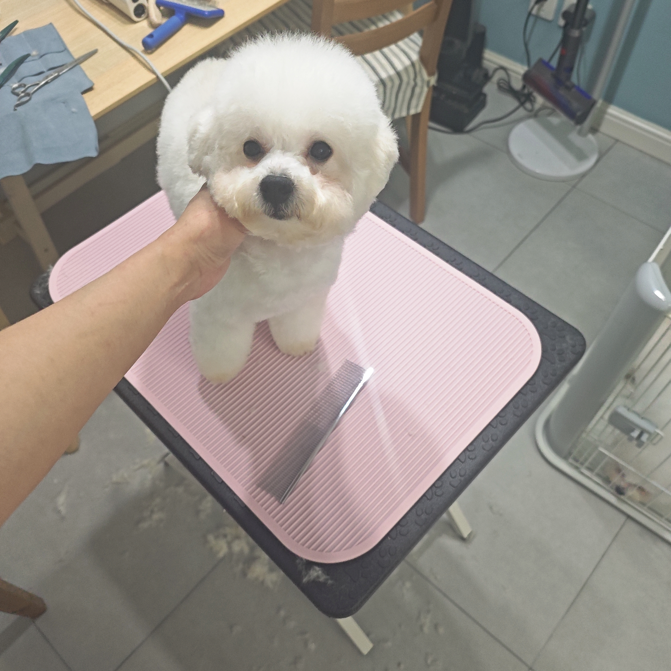 标体比熊妹妹六个月爸爸赛级血统会定点只找个人家养不议价